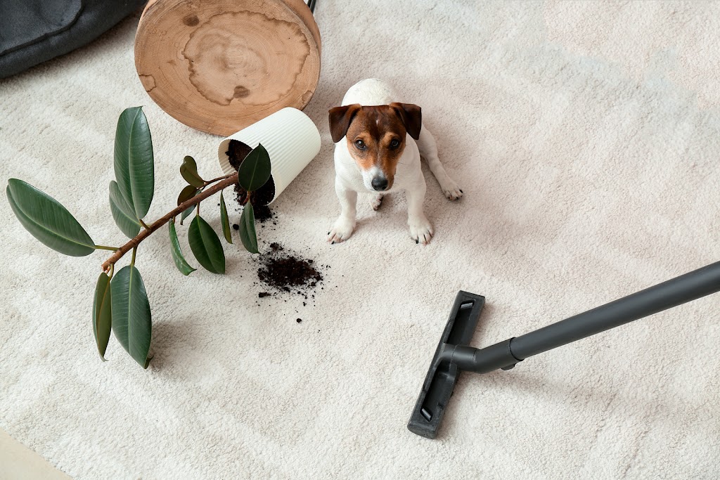 Kestler Carpet Cleaning | 101 Ogden Rd, Glen Spey, NY 12737, USA | Phone: (845) 741-7701