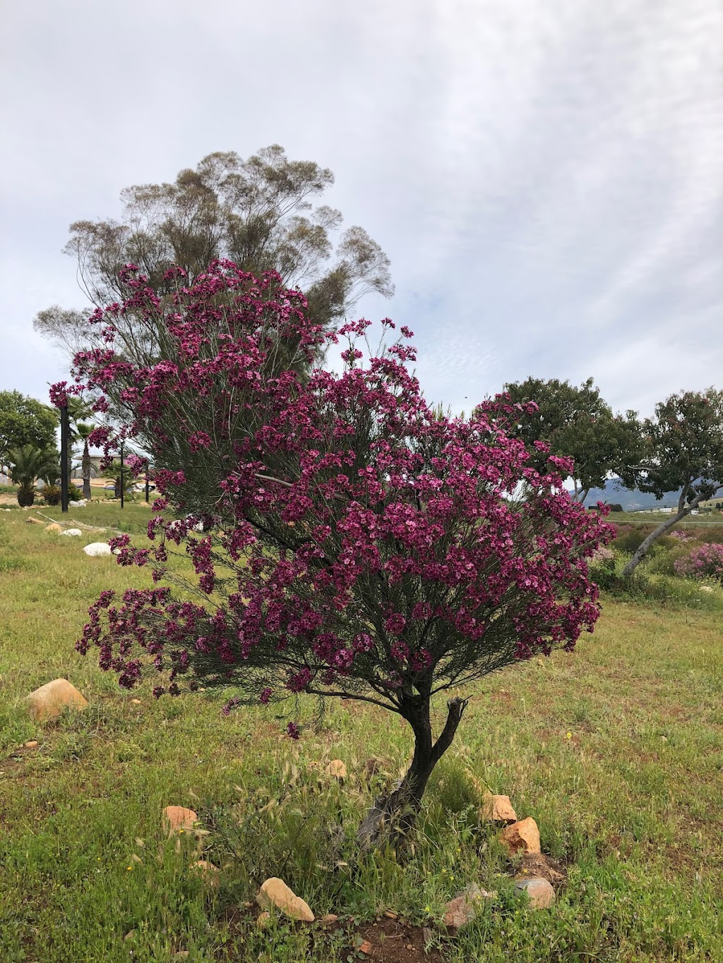 Flor de Cera | Rancho los tres Garcia L 9 B. Ejido Francisco Zarco. El porvenir, 22755 Los Niños, 22766 B.C., Mexico | Phone: 663 126 5321