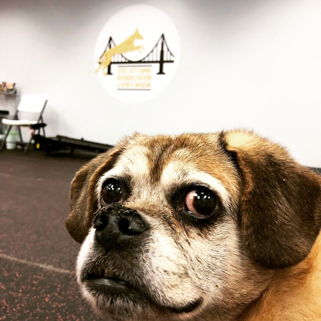 Steel City Canine Rehabilitation & Sports Medicine | 998 Perry Hwy, Pittsburgh, PA 15237, USA | Phone: (412) 837-2047