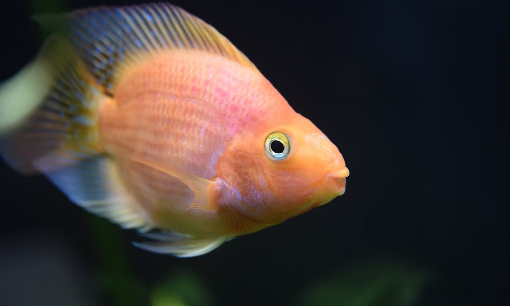 Southeastern Fish Tanks | 469 Isle of Pines Rd, Mooresville, NC 28117 | Phone: (704) 253-5322