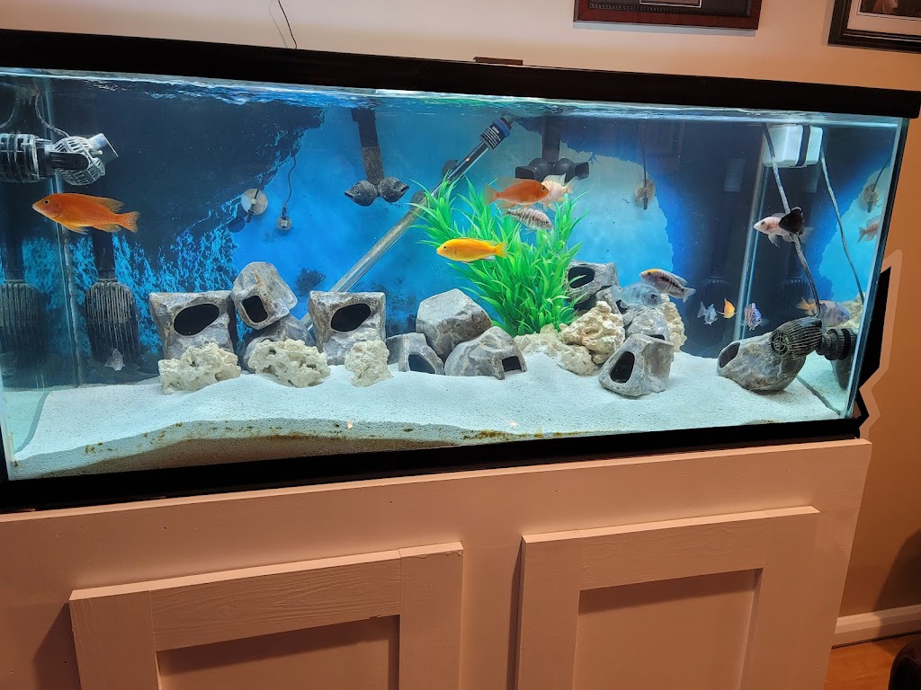 Lovely Pets Aquarium | 85 Summer St, Kingston, MA 02364 | Phone: (617) 786-1898