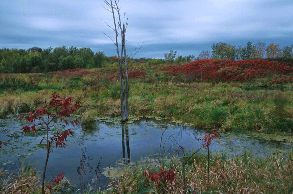 Savage Fen Scientific and Natural Area (SNA) | 128th St, Savage, MN 55378, USA | Phone: (651) 259-5800