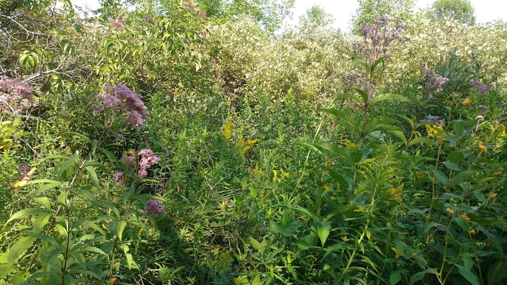 Clark & Avis Spike Preserve | 18700 Grass Lake Rd, Manchester, MI 48158, USA | Phone: (734) 971-6337