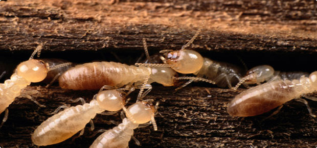 Termite Exterminator | 1602 Roberta Dr, San Mateo, CA 94403, USA | Phone: (650) 533-0151