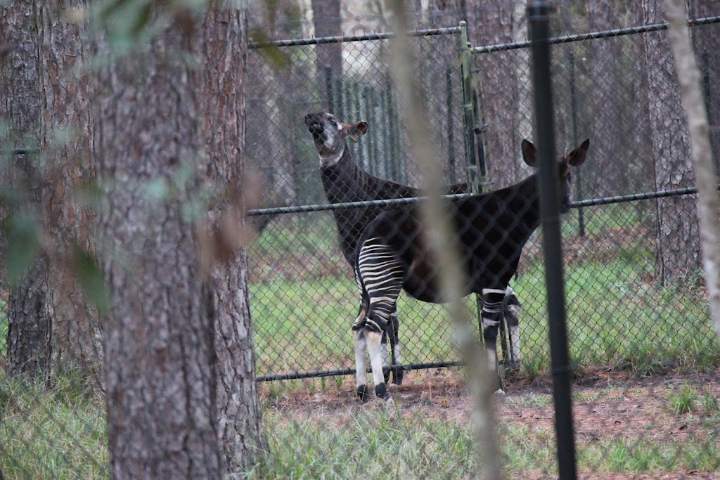 White Oak Conservation Center (Yulee, FL) | 581705 White Oak Rd, Yulee, FL 32097, USA | Phone: (904) 225-3200