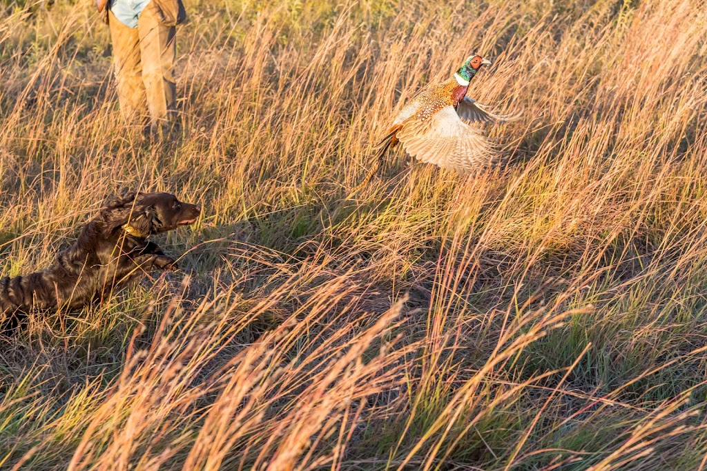 The Prairies End Hunt Club | 4003 FM1630, Gainesville, TX 76240, USA | Phone: (972) 816-0427