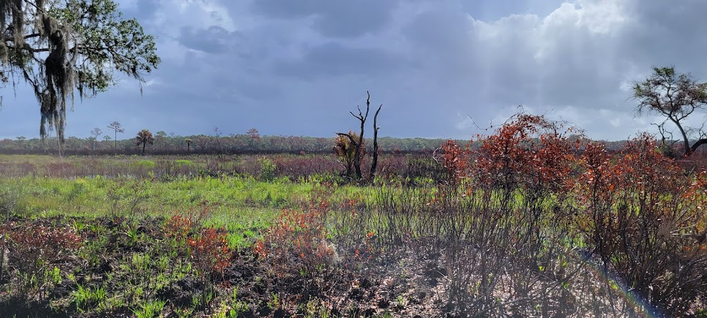 Myakka River State Park - Foxs Low Road Trail Head | Myakka State Park Rd, Sarasota, FL 34240, USA | Phone: (941) 361-6511