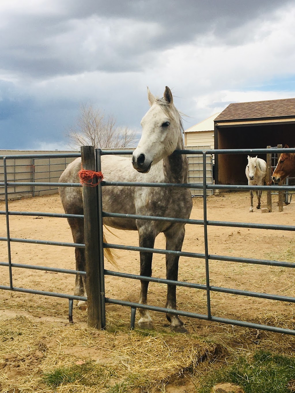 Back In The Saddle Ranch | by appointment only Please, 20370 Drennan Rd, Colorado Springs, CO 80928, USA | Phone: (719) 822-1495