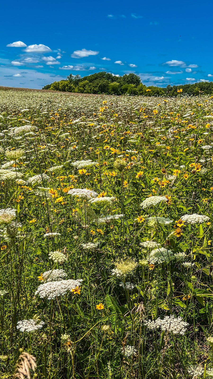 Rocky Run Oak Savanna | Highway 22 Phillips Rd, Pardeeville, WI 53954, USA | Phone: (888) 936-7463