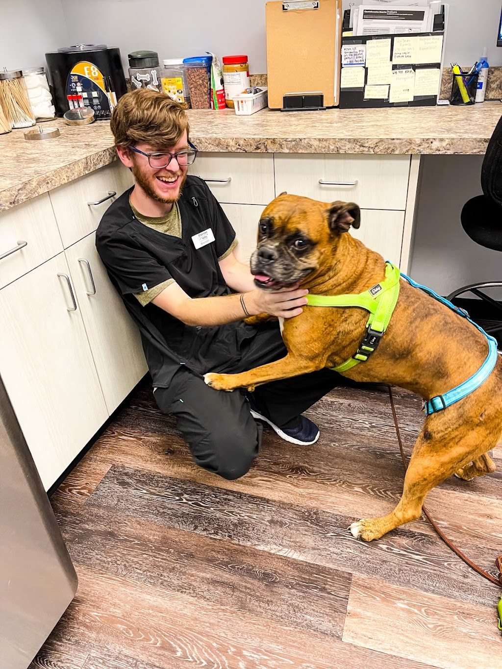 Express Vets Holly Springs | 6244 Holly Springs Pkwy Suite D, Holly Springs, GA 30188, USA | Phone: (678) 402-8717