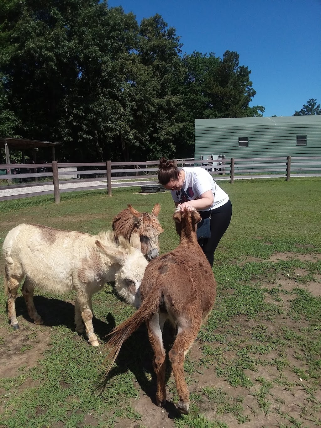 Fox Wire Farm Alpacas | 300 Turners Neck Rd, Toano, VA 23168, USA | Phone: (757) 707-5052