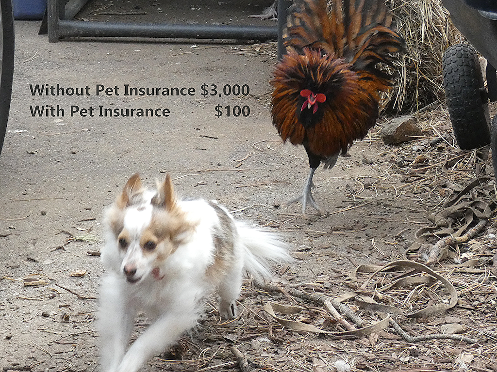 Pine Cone Insurance, Evergreen | 7324 S Heiter Hill Dr, Evergreen, CO 80439, USA | Phone: (303) 945-5466