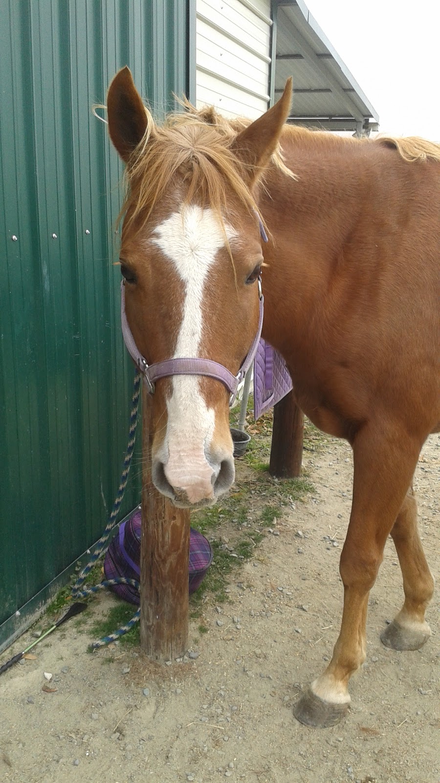 Equestrian Preserve at Homestead | 6455 Homestead Farm Ln, Liberty, NC 27298, USA | Phone: (336) 317-9191