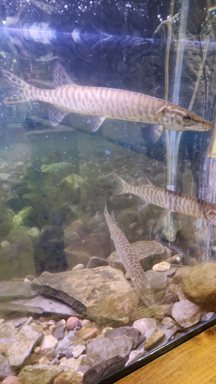 New York State Fish Hatchery | 7169 Fish Hatchery Rd, Bath, NY 14810, USA | Phone: (607) 776-7087