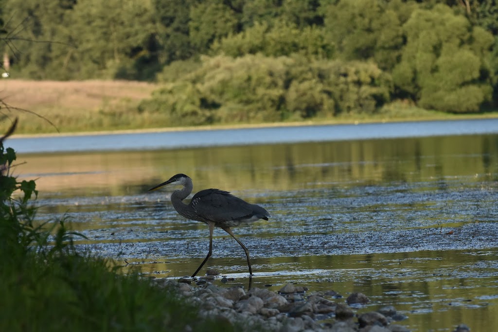 Watkins Lake State Park and County Preserve | 14801 Arnold Rd, Brooklyn, MI 49230, USA | Phone: (517) 467-7401