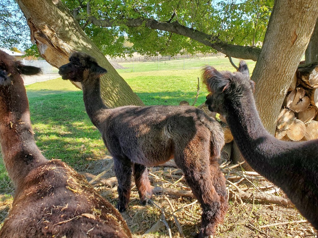 Greenbriar Farm Alpaca - MAM Consulting Associates Inc. | W237S4344 Big Bend Rd, Waukesha, WI 53189, USA | Phone: (262) 970-9633