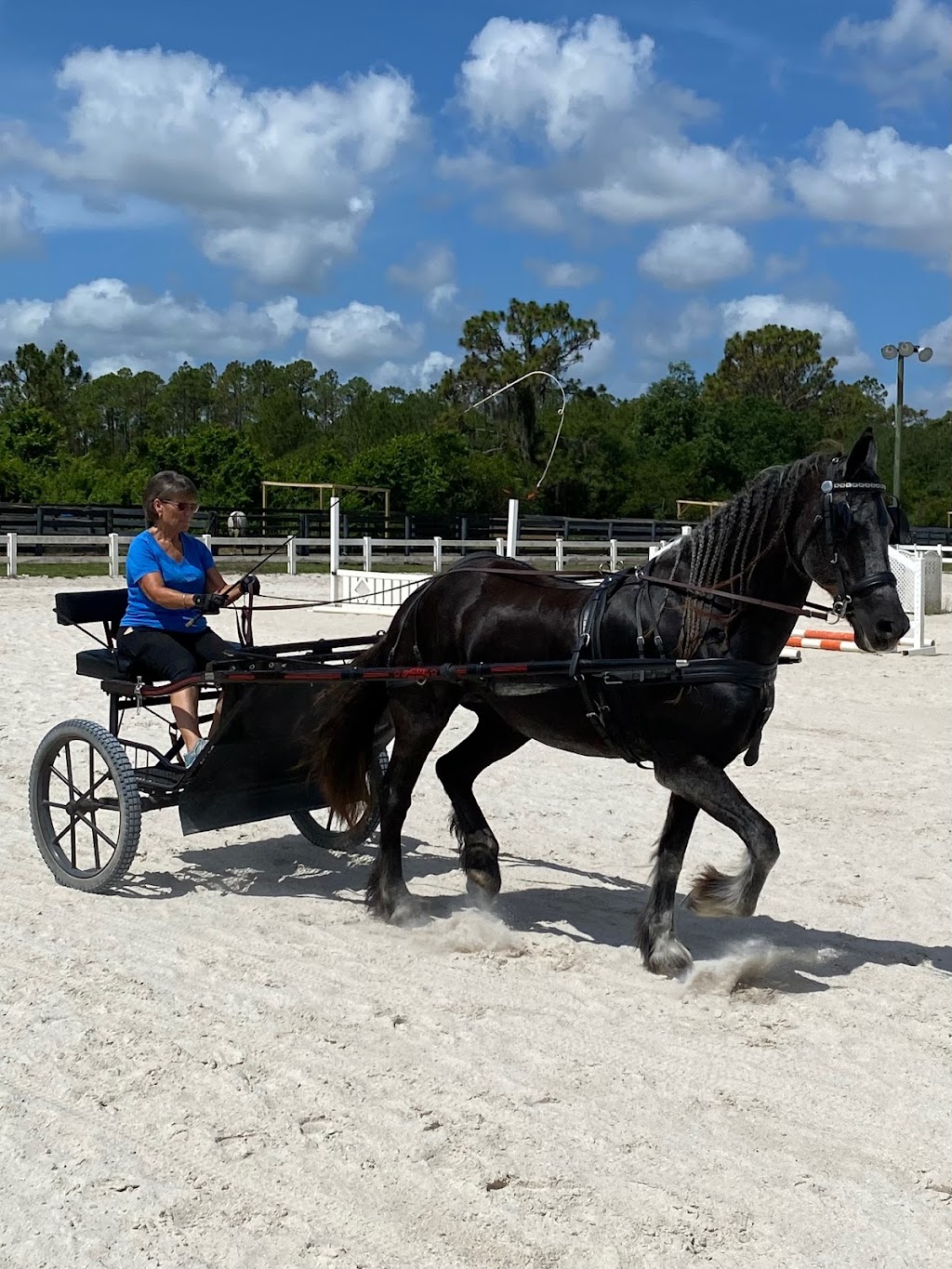 Sammon Equestrian | 5982 225th St E, Bradenton, FL 34211 | Phone: (321) 443-8892