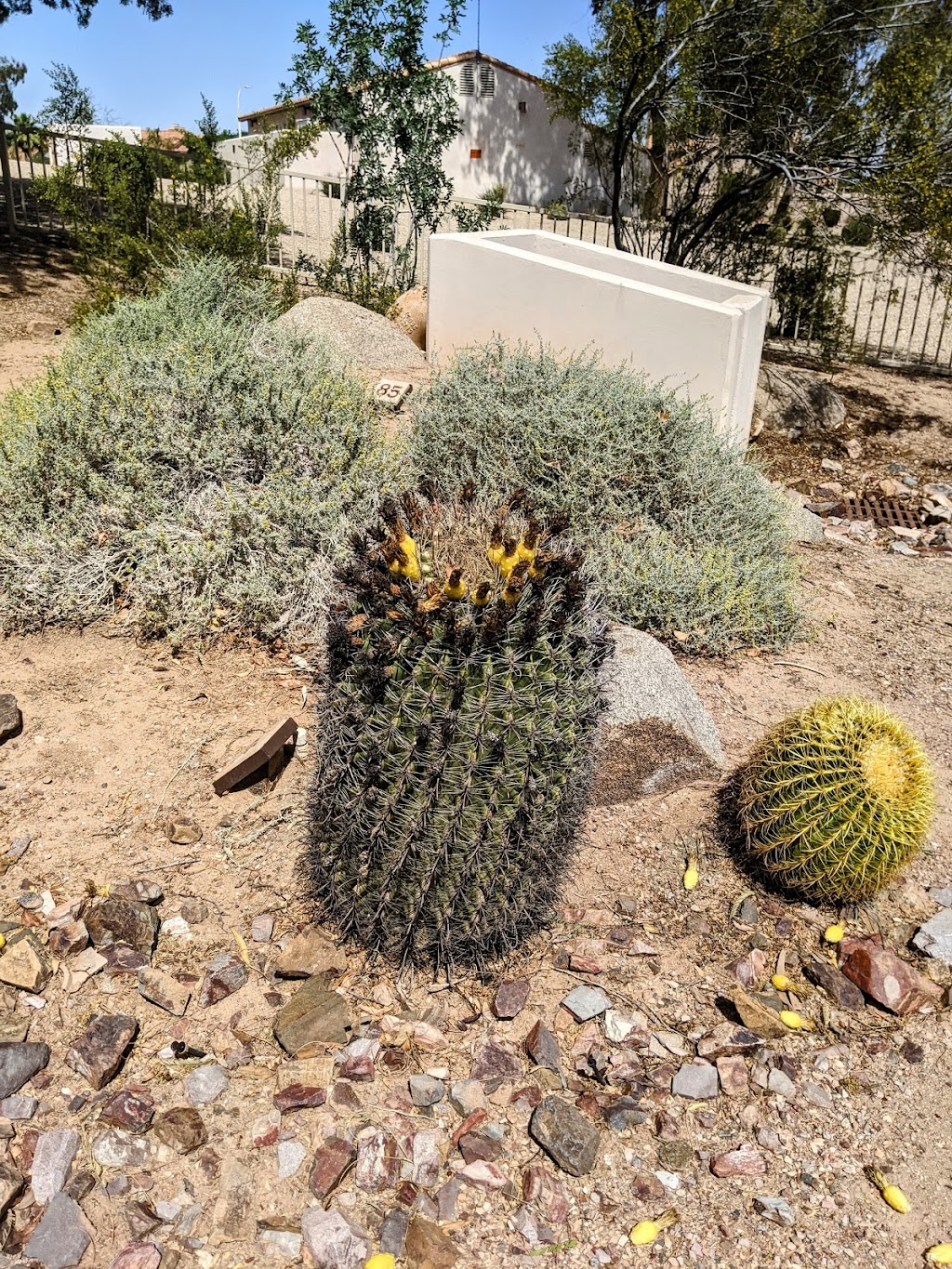 Chandler Xeriscape Demonstration Garden | 410 N Arrowhead Dr, Chandler, AZ 85224, USA | Phone: (480) 782-3580