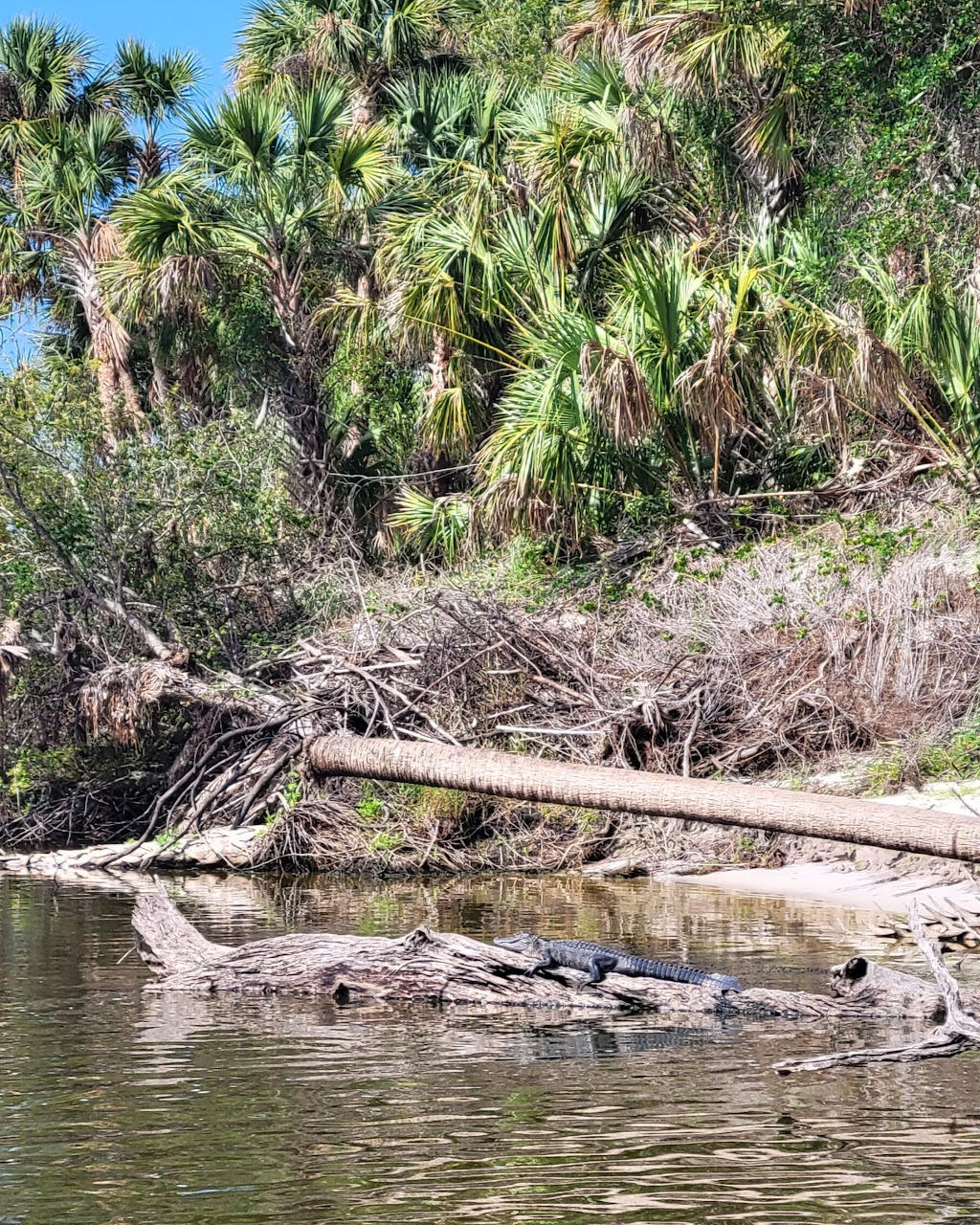 Peace River Airboat Tours & Charters | 9700 SW Riverview Cir, Arcadia, FL 34269, USA | Phone: (863) 303-3789