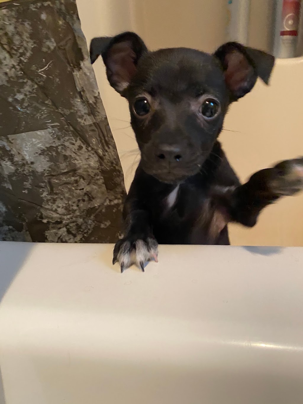 Slippery Rock Veterinary Hospital | 131 Branchton Rd, Slippery Rock, PA 16057, USA | Phone: (724) 794-8545