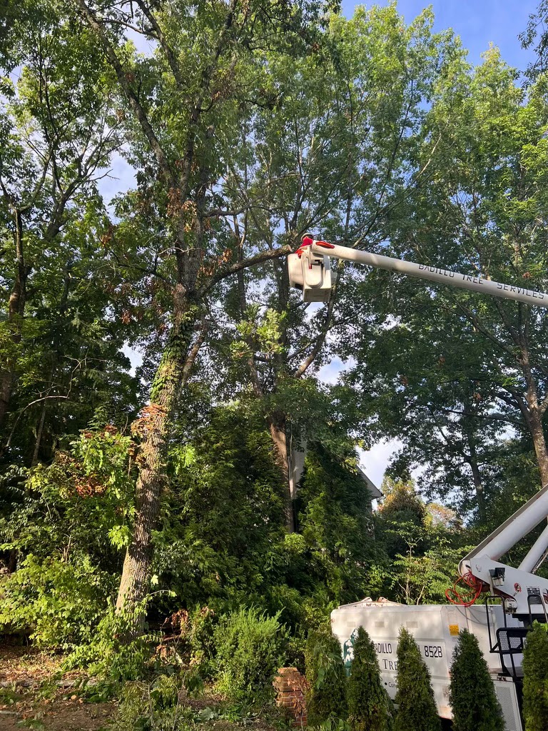 Badillos Tree Service | 825 Castle Heights Ave, Lebanon, TN 37087, USA | Phone: (615) 582-1139