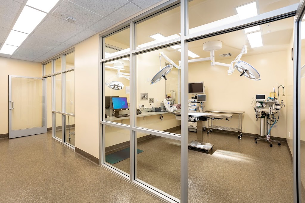 Animal Orthopedic Center | 446 N Lakeview Ave, Anaheim, CA 92807, USA | Phone: (714) 701-6720