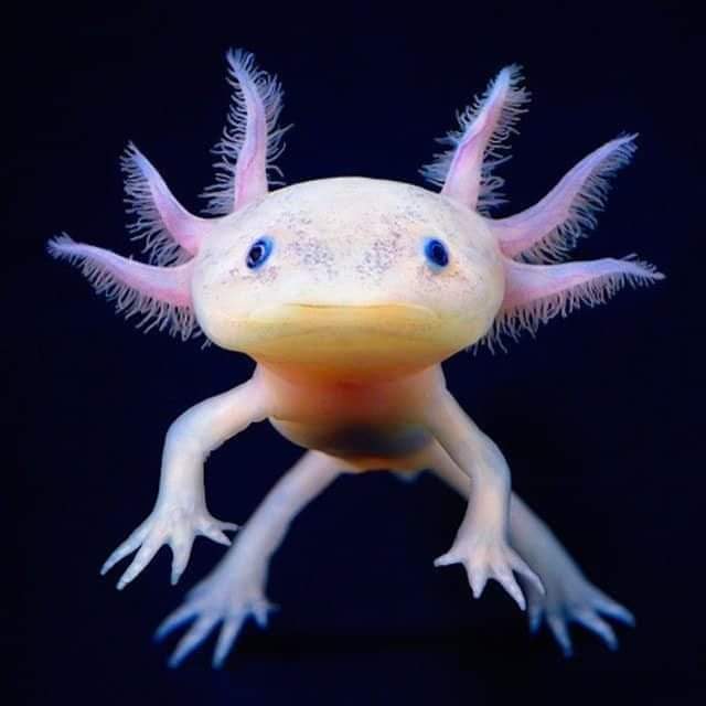 Ideal Axolotl | 3705 Huntwick Dr, Fort Worth, TX 76123, USA | Phone: (817) 230-3506