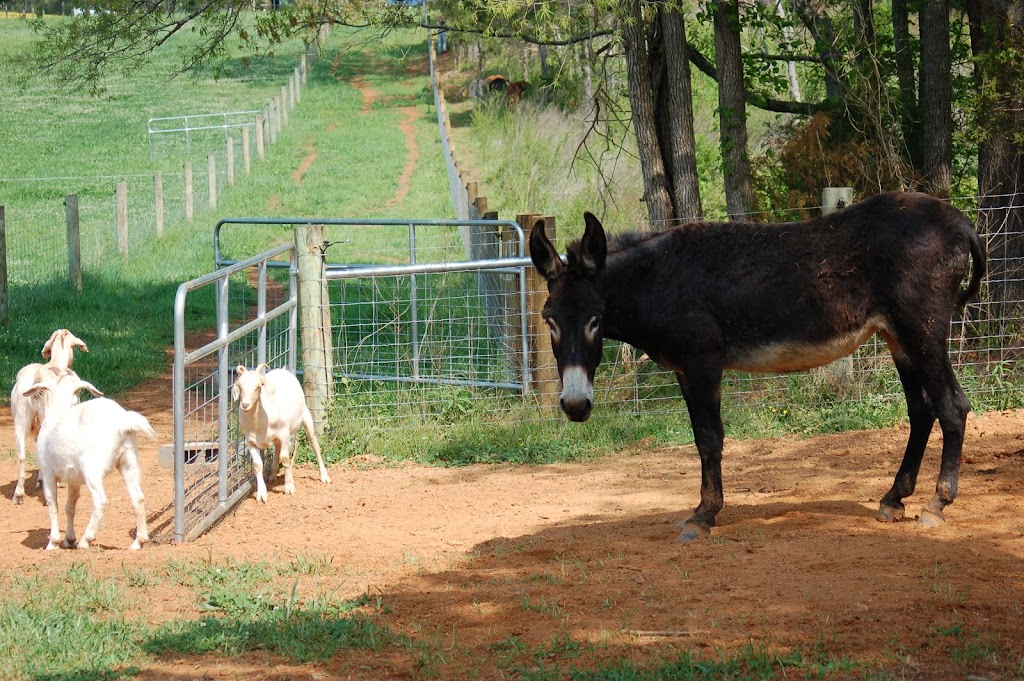 Uwharrie Farm | 4658 Waynick Meadow Rd, Asheboro, NC 27205, USA | Phone: (336) 857-2775