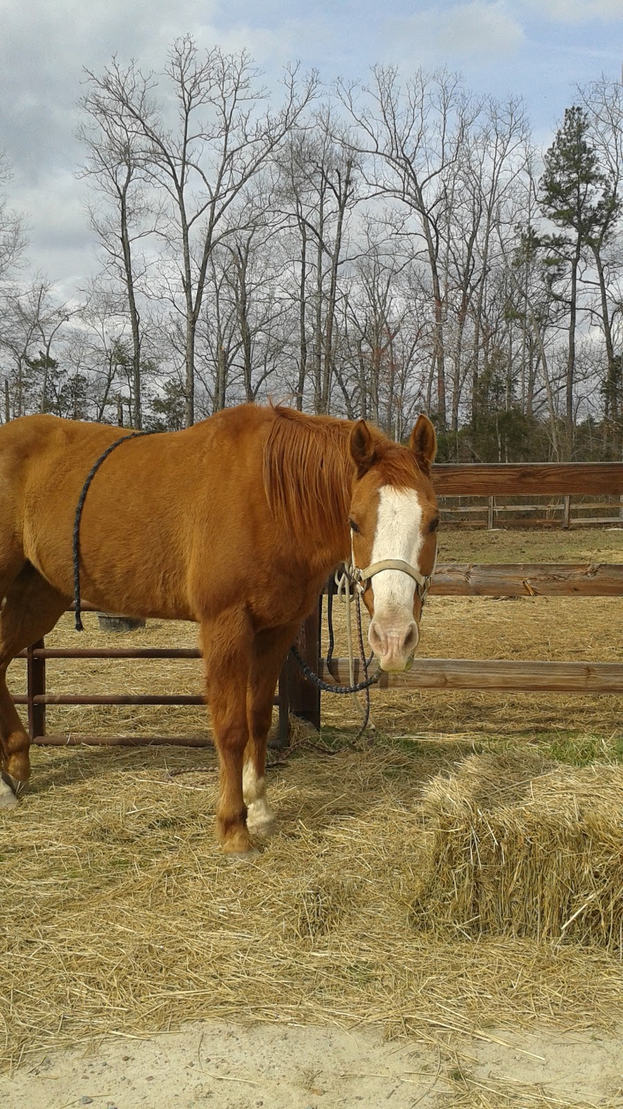 Equestrian Preserve at Homestead | 6455 Homestead Farm Ln, Liberty, NC 27298, USA | Phone: (336) 317-9191