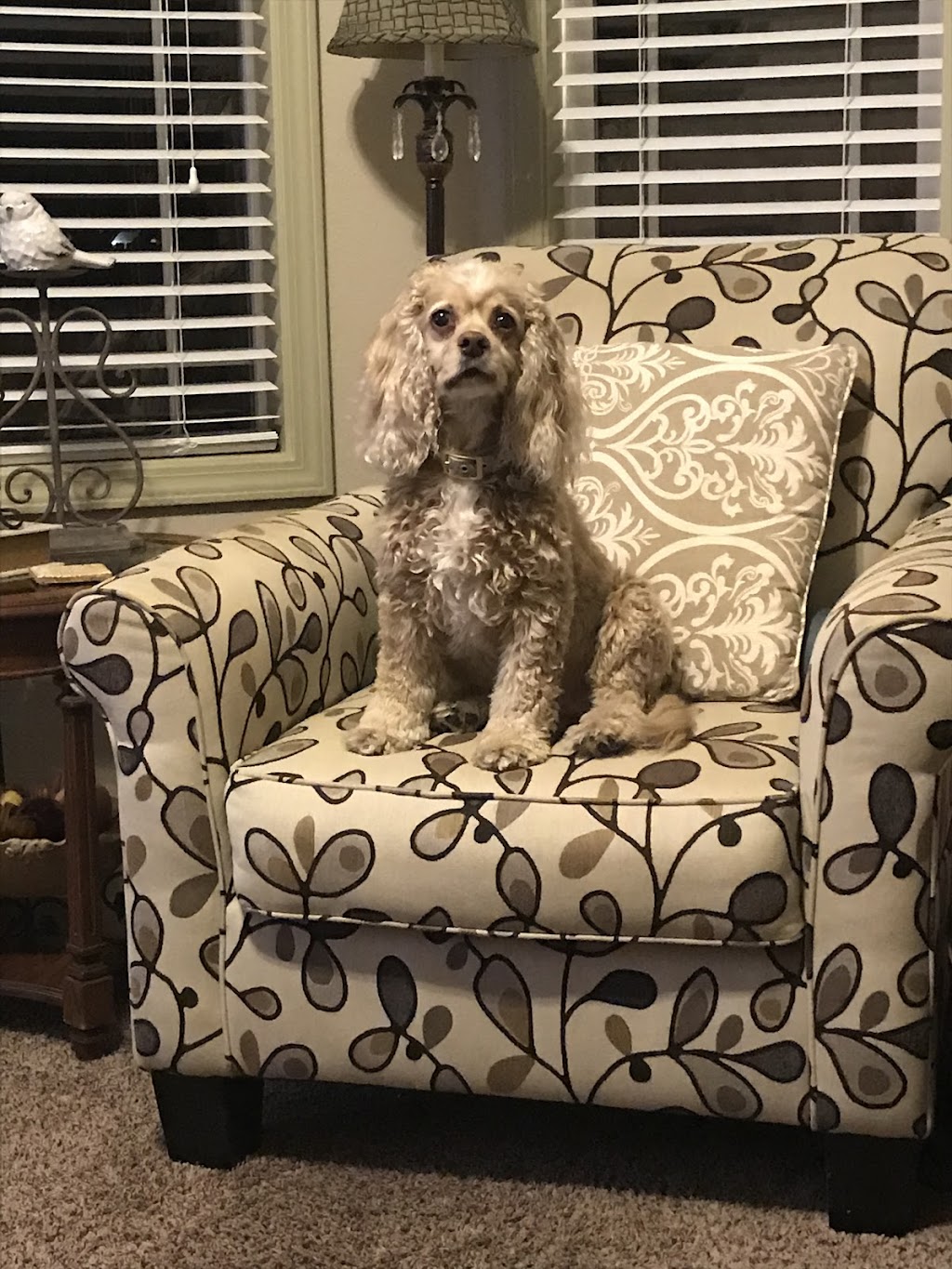 Eastgate Pet Clinic | 626 E Boise Ave, Boise, ID 83706, USA | Phone: (208) 336-3278