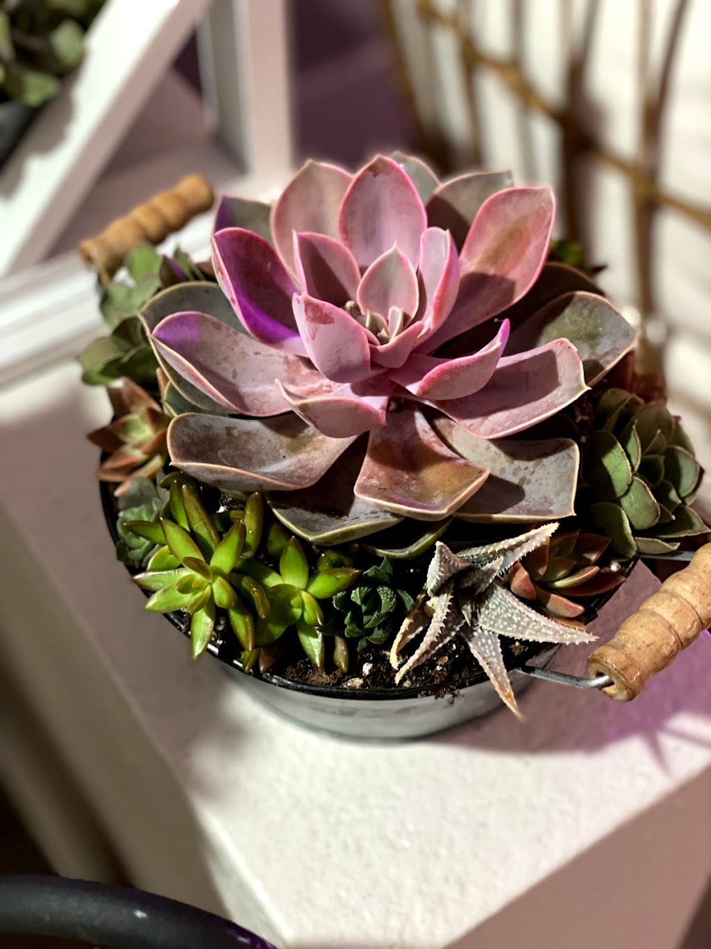 Sunshine Smiles Succulents | 1672 Carriage Cir, Vista, CA 92081, USA | Phone: (949) 278-7626