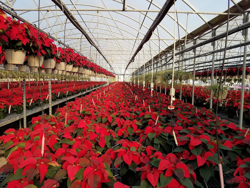 Langridge Plant Sales, Inc. | 14655 LA-23, Belle Chasse, LA 70037, USA | Phone: (504) 656-2162