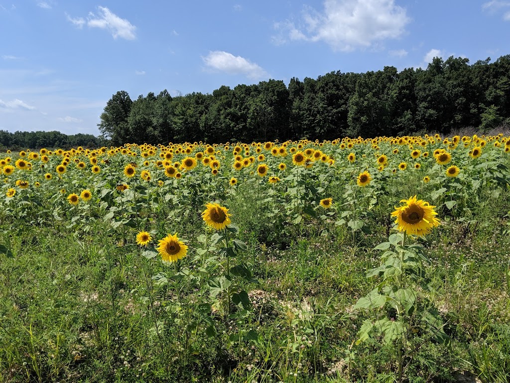 Indian Creek Wildlife Area | 4258 Snowhill Rd, Fayetteville, OH 45118, USA | Phone: (513) 875-2111