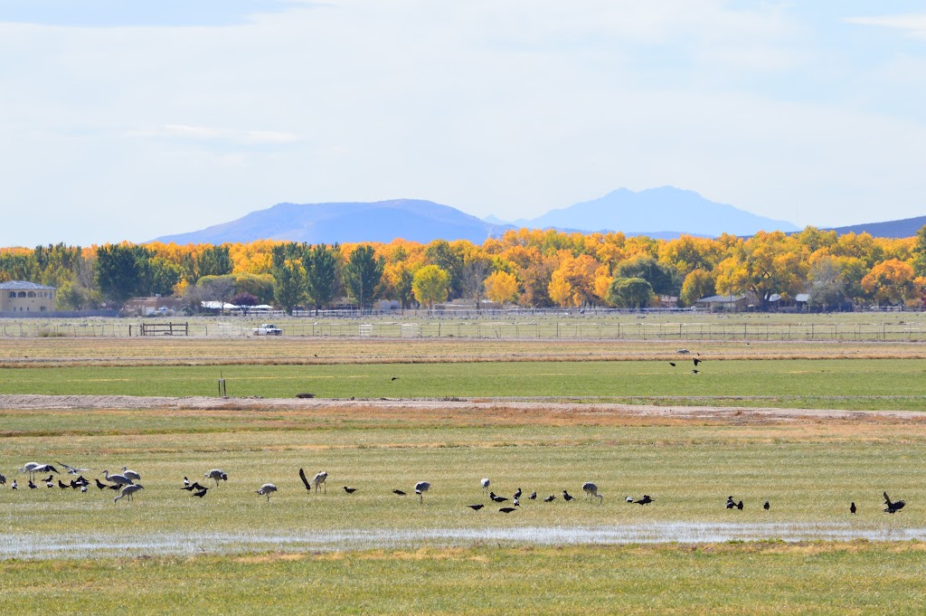 Valle de Oro National Wildlife Refuge | 7851 2nd St SW, Albuquerque, NM 87105, USA | Phone: (505) 248-6667