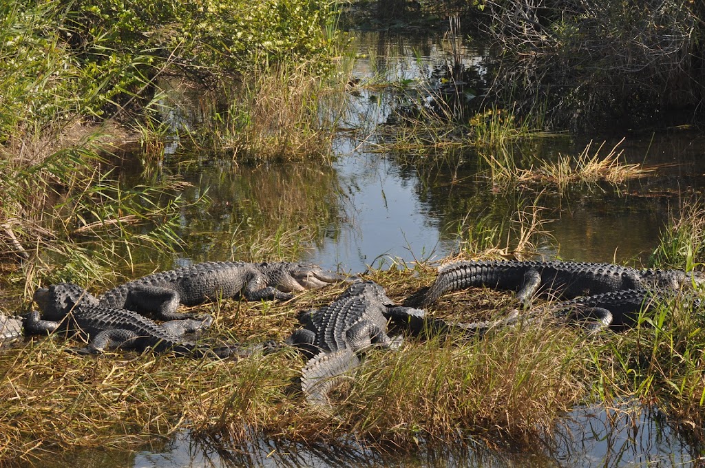 Everglades National Park | Florida, USA | Phone: (305) 242-7700