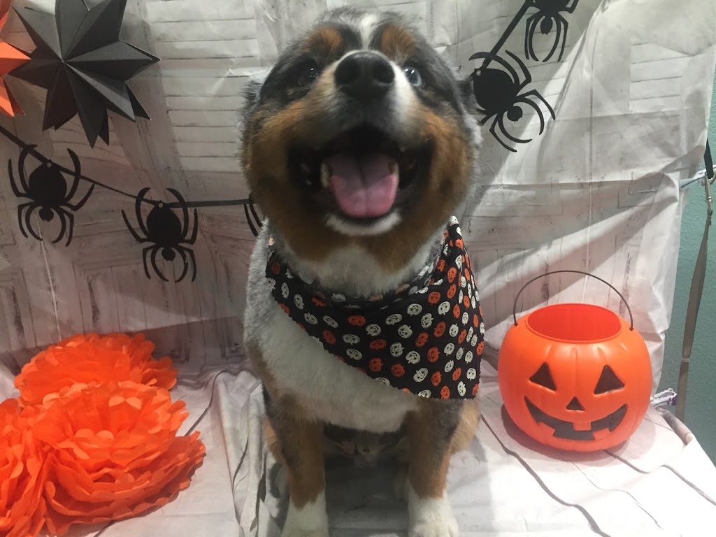 Pet Envy Grooming & Boutique | 5121 W Goshen Ave, Visalia, CA 93291, USA | Phone: (559) 741-1442