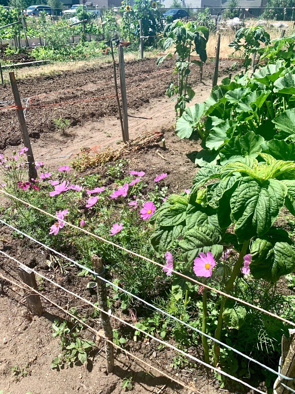 Swan Creek Park Community Garden | 2299 E 42nd St, Tacoma, WA 98404, USA | Phone: (253) 305-1516