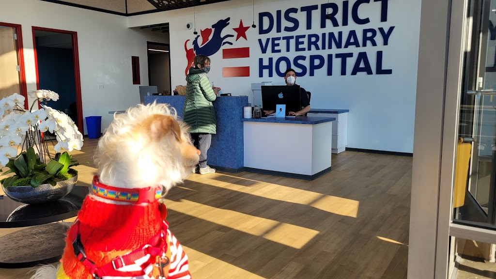 District Veterinary Hospital - Navy Yard | 801 2nd St SE, Washington, DC 20003, USA | Phone: (202) 964-5623