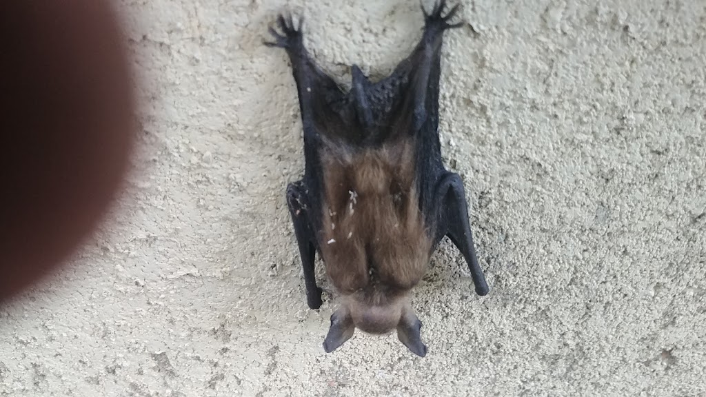 Nuisance Bat & Wildlife Control | 641 Glenwood Ave E, Big Lake, MN 55309, USA | Phone: (763) 227-9888