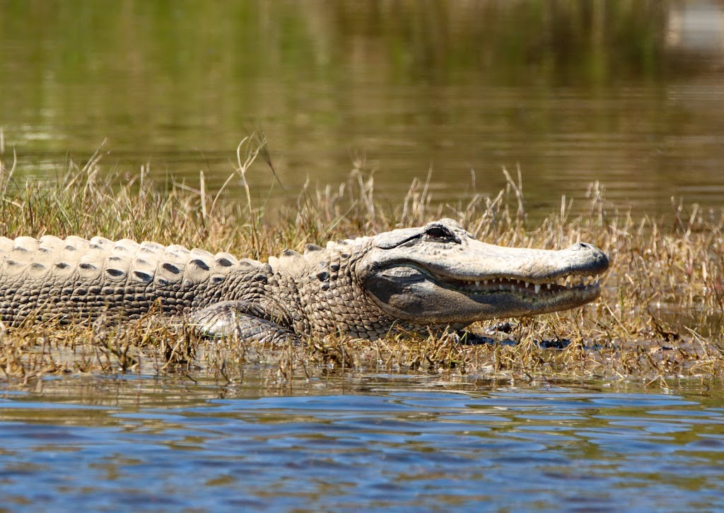 Aransas National Wildlife Refuge | 1 Wildlife Cir, Austwell, TX 77950, USA | Phone: (361) 349-1181