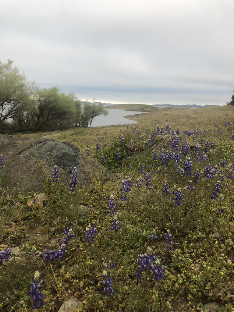 Trailhead to Browns Ravine | 1992 Vista Mar Dr, El Dorado Hills, CA 95762, USA | Phone: (800) 777-0369