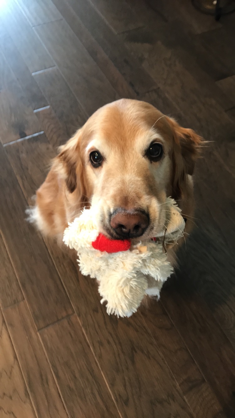 Hollywood Feed | 2170 FM 423 Suite 200, Little Elm, TX 75068, USA | Phone: (469) 535-3905