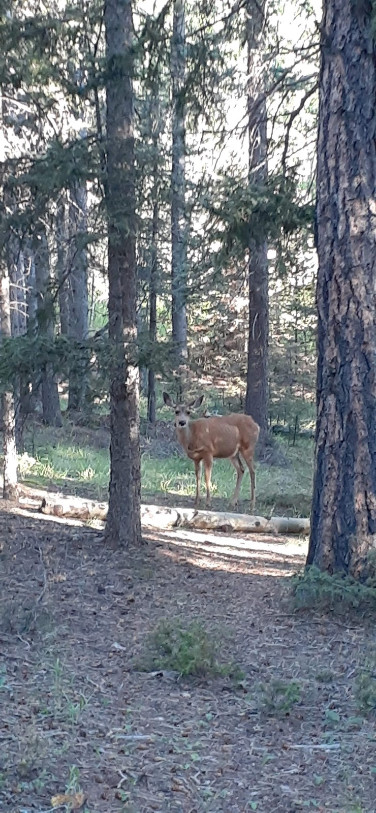 Springdale Campground | Rampart Range Rd, Woodland Park, CO 80863 | Phone: (719) 553-1400