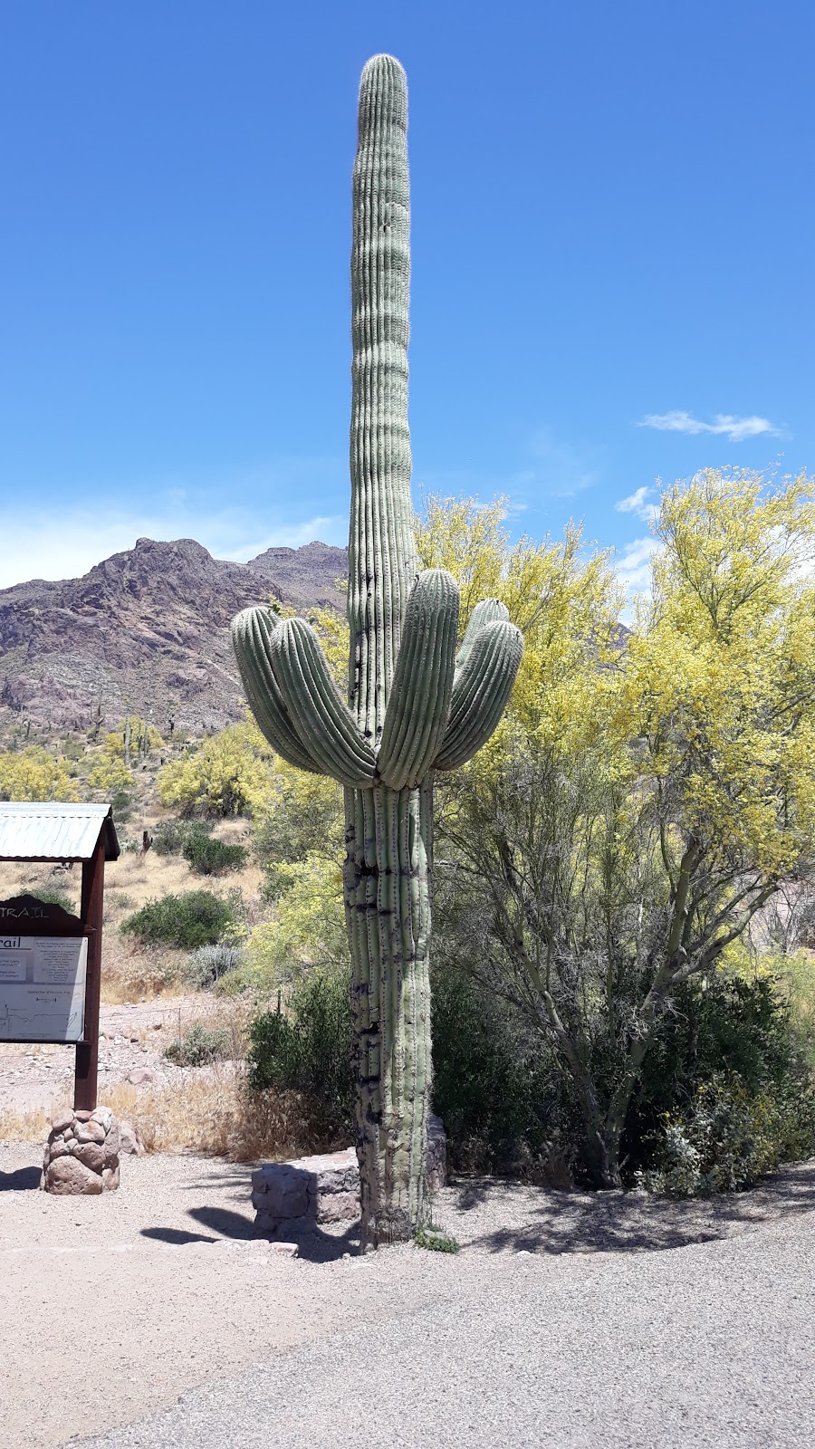 Apache Junction Motel | 1680 Apache Trail, Apache Junction, AZ 85120, USA | Phone: (480) 982-7702