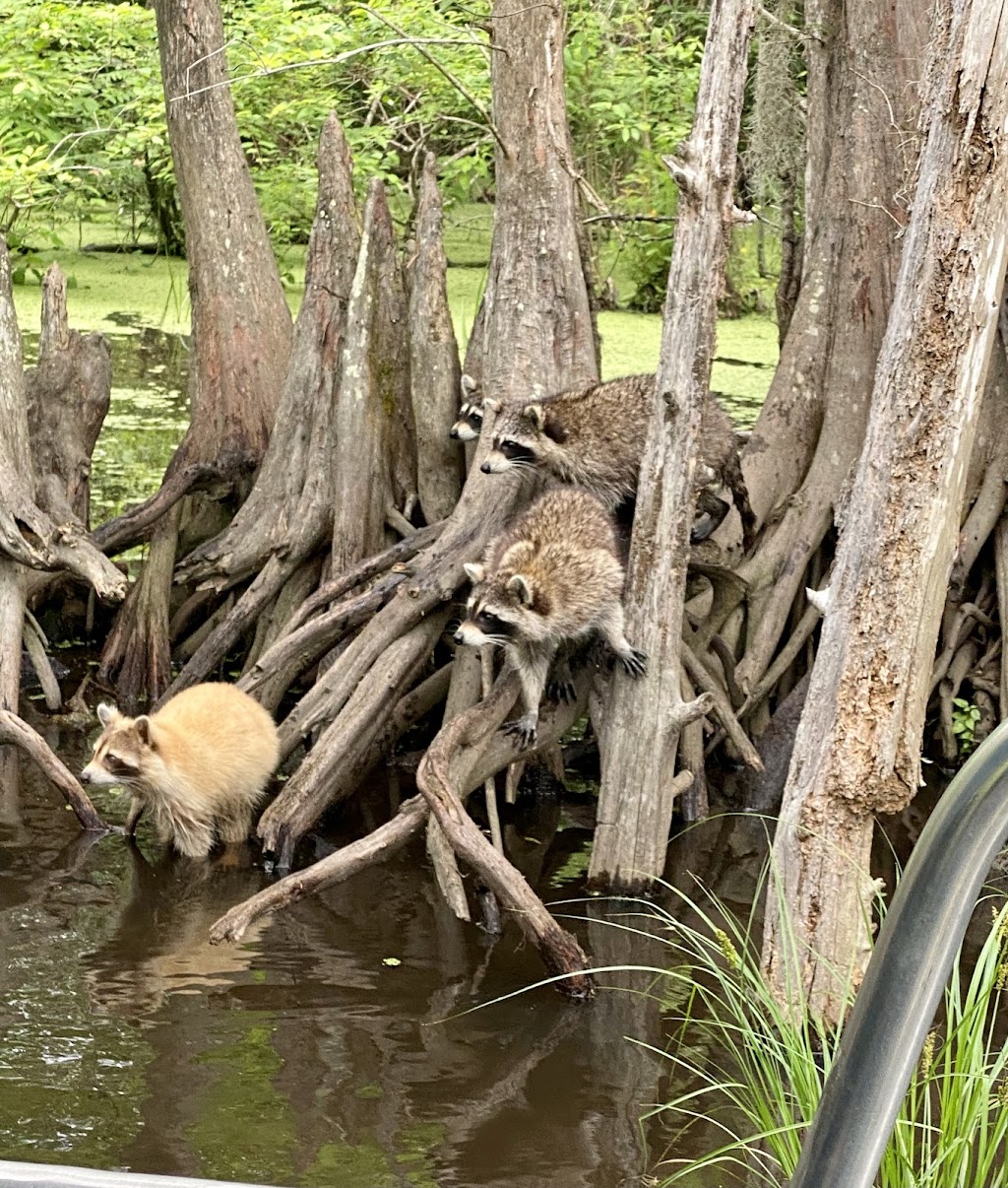 Airboat Adventures | 5145 Fleming Park Rd, Lafitte, LA 70067, USA | Phone: (504) 689-2005