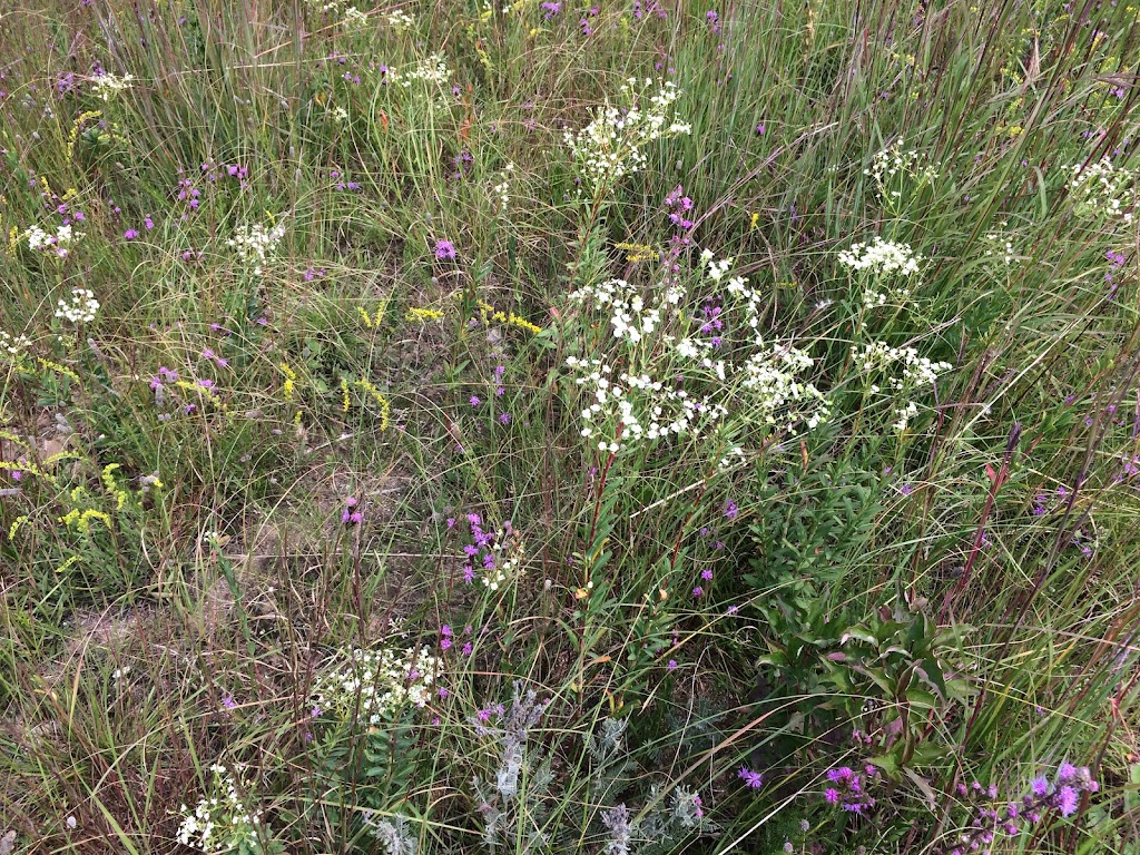 Empire Prairies Westport Drumlin State Natural Area | Waunakee, WI 53597, USA | Phone: (888) 936-7463