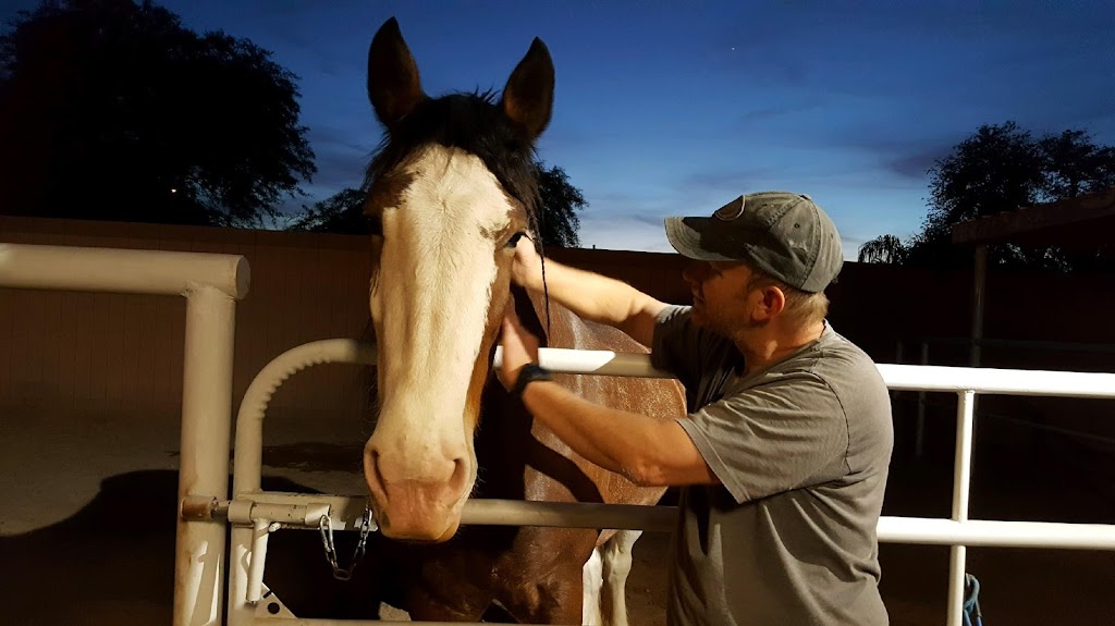 Clydesdale Preservation Trust | 17208 E Saragosa St, Gilbert, AZ 85295, USA | Phone: (602) 803-4051