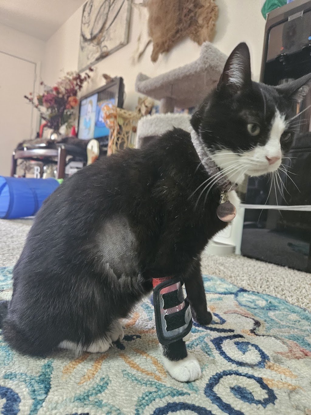 South Arlington Animal Clinic | 3315 S Collins St, Arlington, TX 76014, USA | Phone: (817) 274-3328