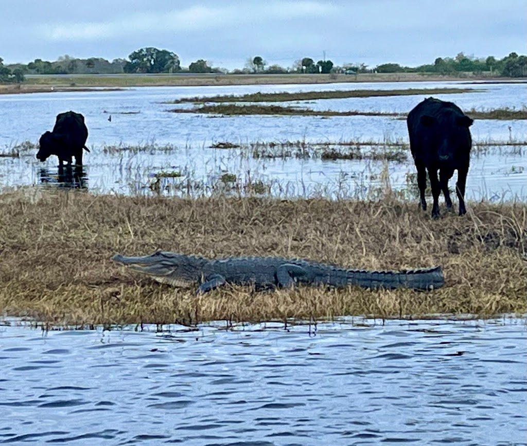 St Johns River Airboat Tour, LLC | 28500 E Colonial Dr, Christmas, FL 32709, USA | Phone: (321) 615-8999