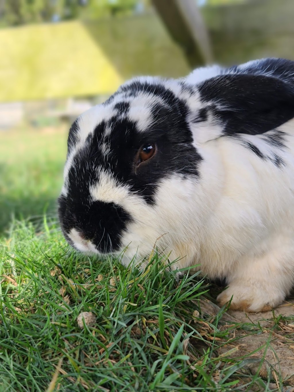 Amherstburg Bunny Meadow | 5530 Alma St, Amherstburg, ON N9V 0C8, Canada | Phone: (519) 819-5247